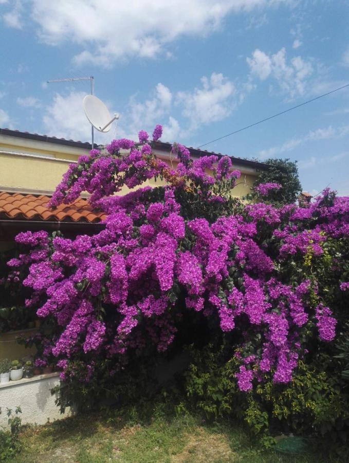 Apartment Samanta Šišan Dış mekan fotoğraf